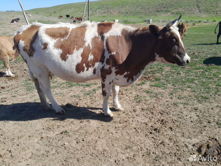 Коровы стельные