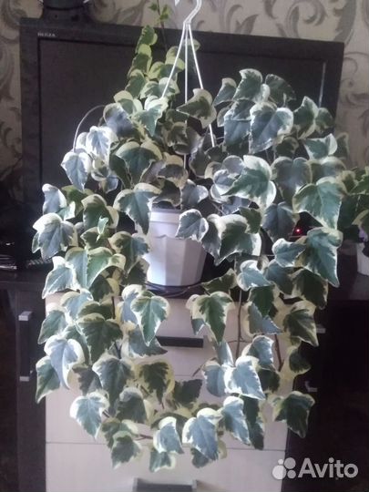 Хедера,фикусы,филы