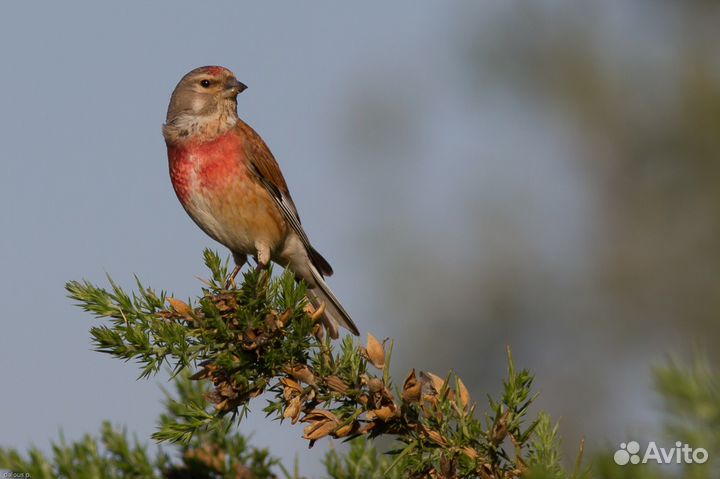 Певчие птицы