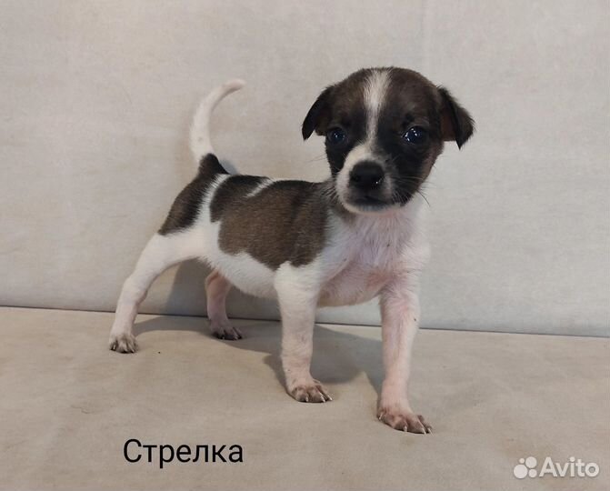 Щенки маленькой собачки