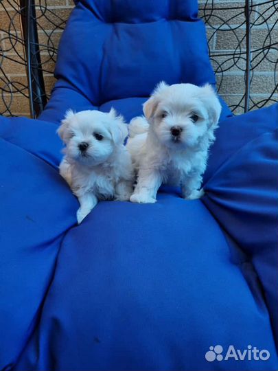 Щенки мальтезе мини