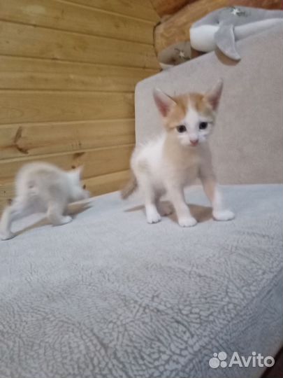 Котята мальчики