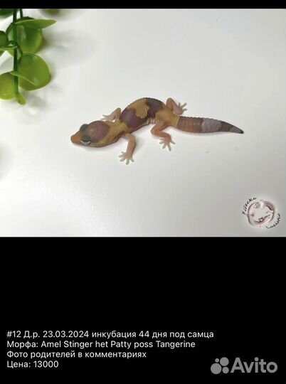 Гемитекониксы и эублефары