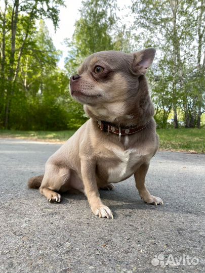 Вязка чихуахуа