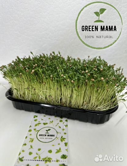 Микрозелень Кориандр / Кинза