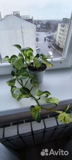 Эпипремнум Хеппи Лиф(Яблоко)