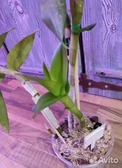 Детки дендробиумов, каттлея