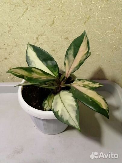 Домашние растения