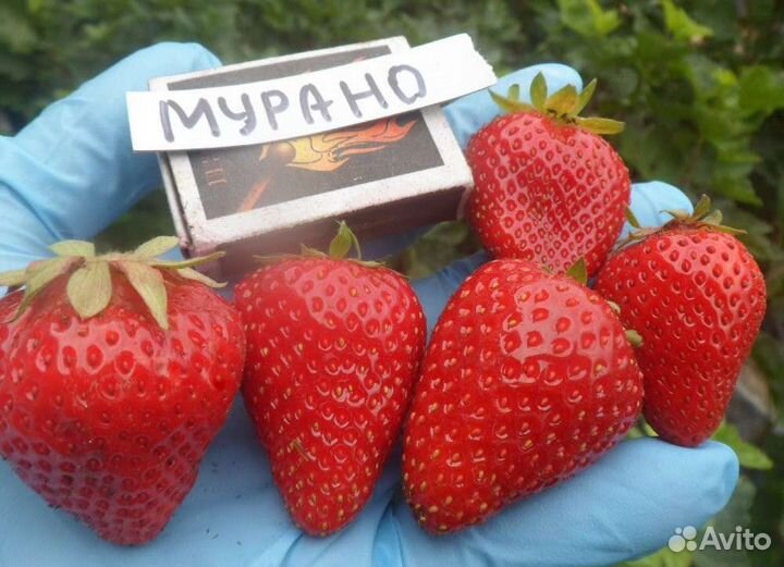 Клубника мурано ремонтантная