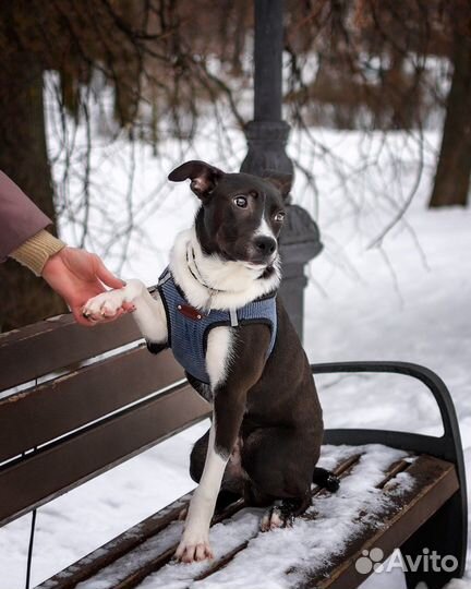 Метис стаффа ищет дом