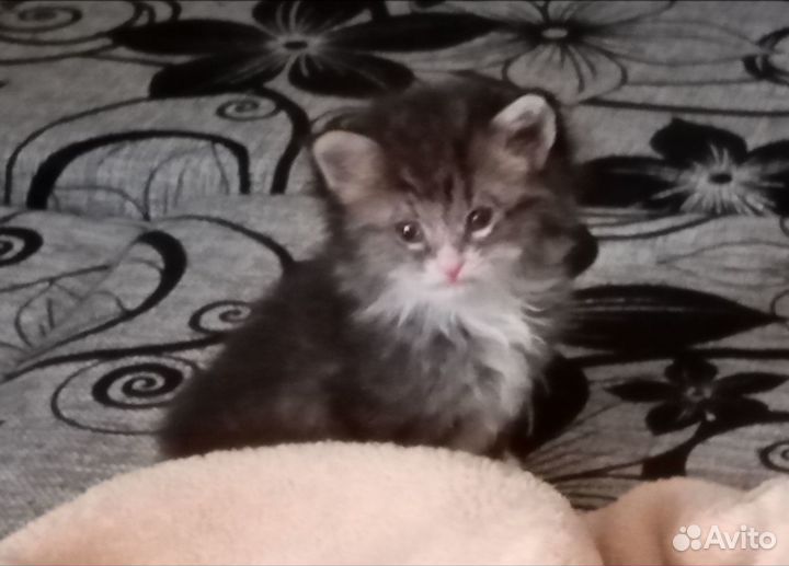 Кошечка в добрые руки