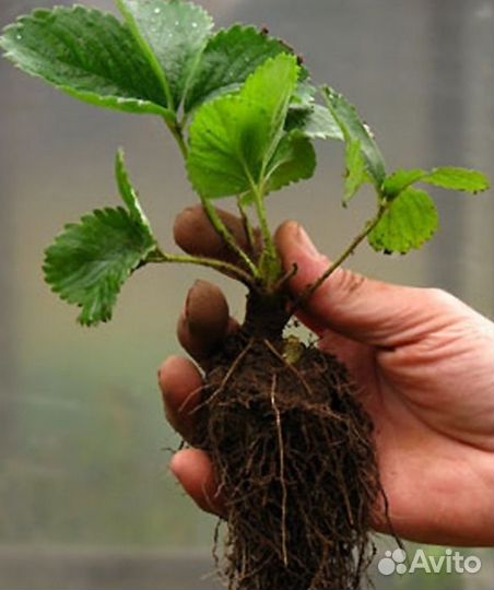 Рассада клубники