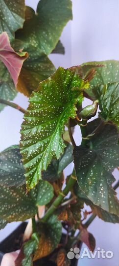 Тростниковые бегонии Кейн