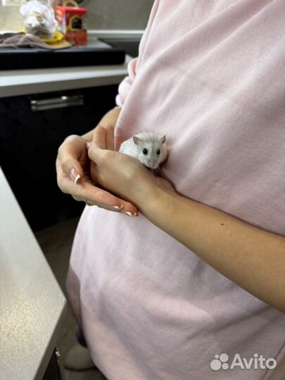 Джунгарский хомяк с клеткой в добрые руки