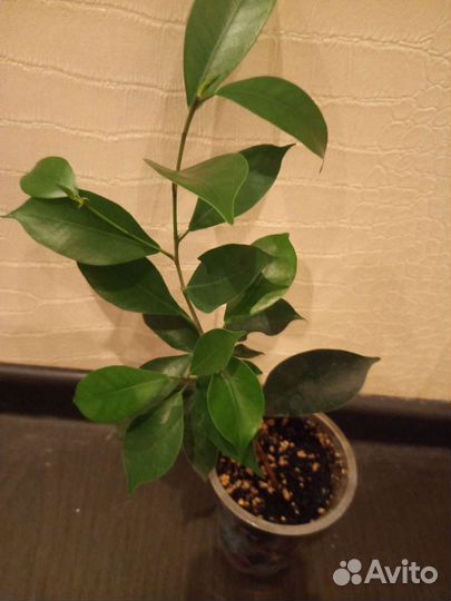 Фикус бенджамина