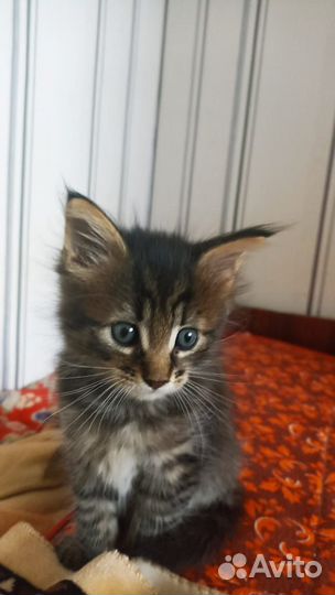 Котята мейн-кун