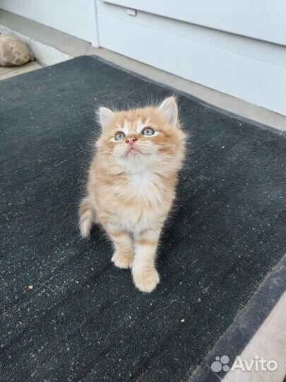 Отдам в добрые руки