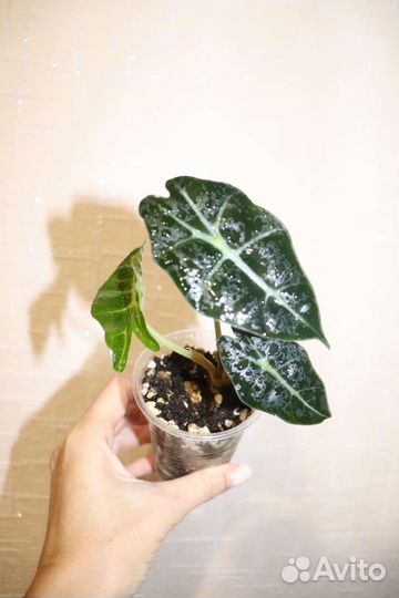 Алоказия Полли