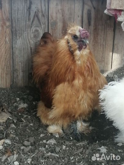 Петух и курочка