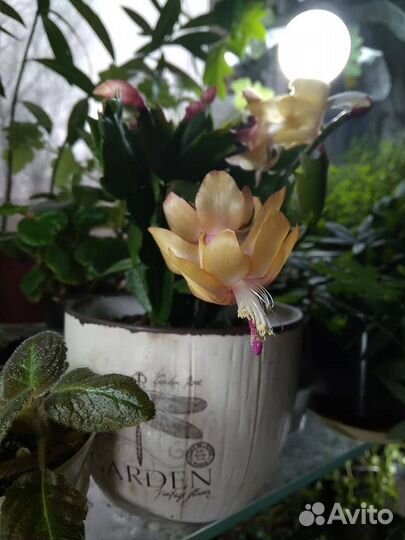 Декабрист шлюмбергера, рипсалидопсис