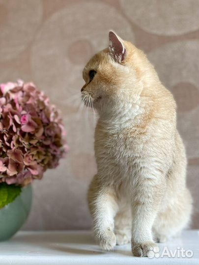 Кошка золотая шиншилла