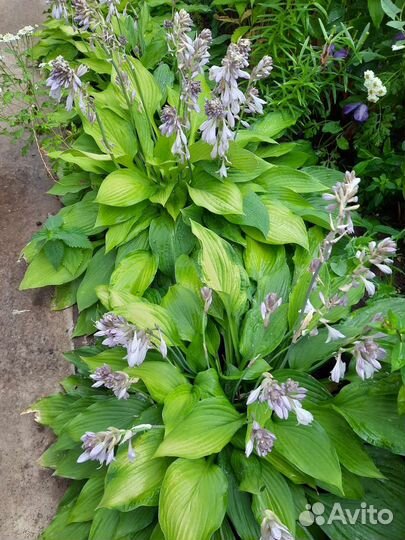 Хоста растение
