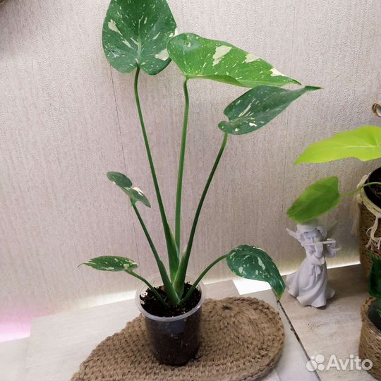 Монстера тайское созвездие