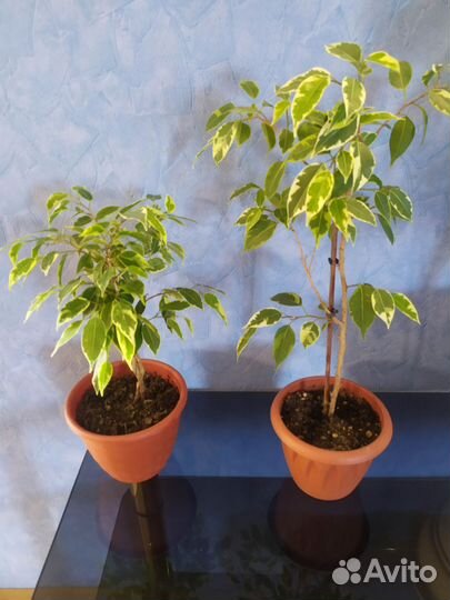 Фикус бенджамина