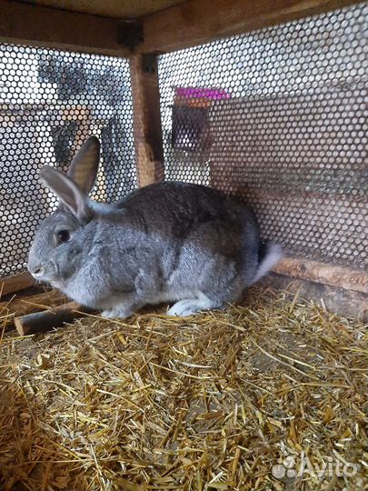 Кролики мясных пород