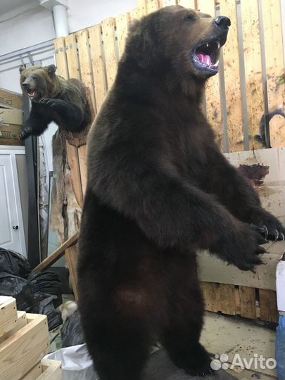 Выделка шкур