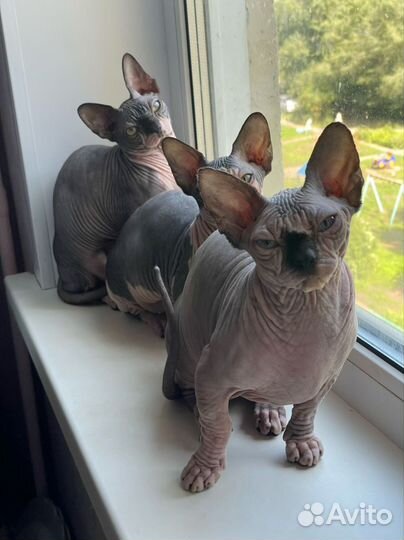 Бамбино котенок