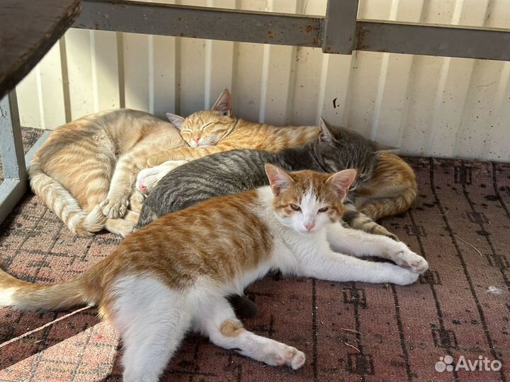 Котята в добрые руки