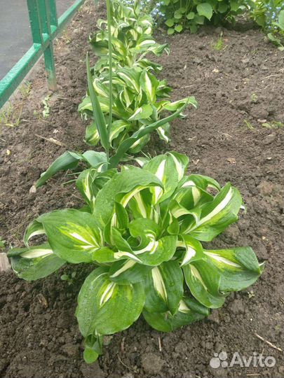 Хоста целый куст- не делянки(30 шт) + Гейхера (5шт