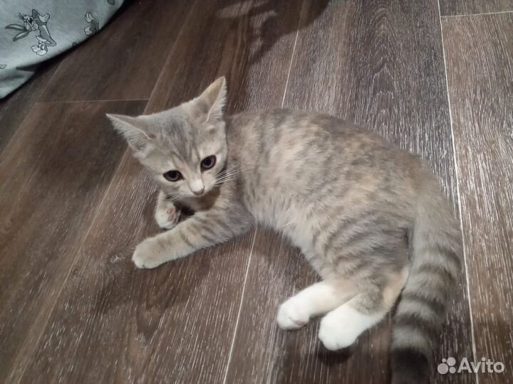 Кошка в дар бесплатно