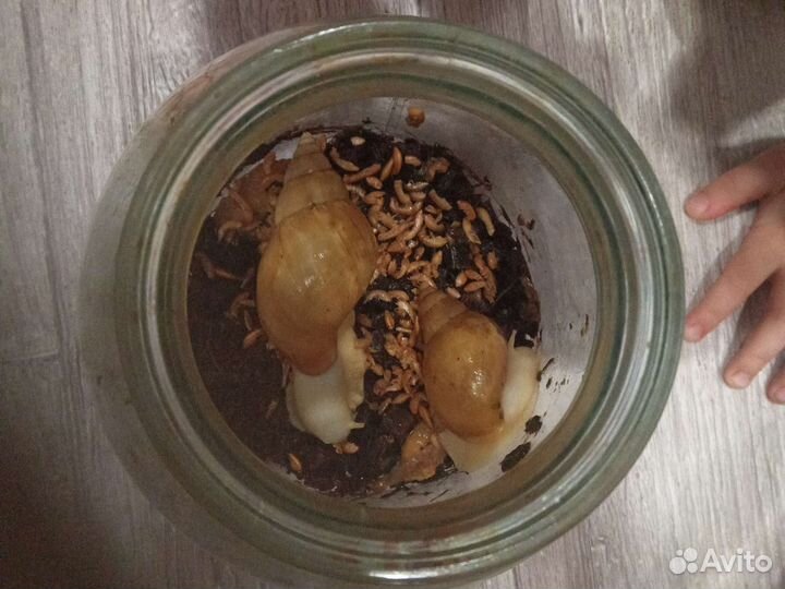 Улитки ахатины