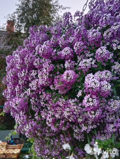 Алиссум Сноу принцесс, Stream Lavеnder