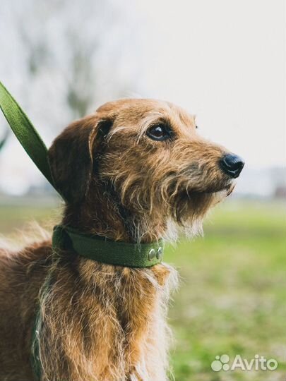 Пёс Саня ищет любящего хозяина