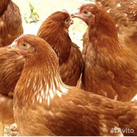 Куры молодки