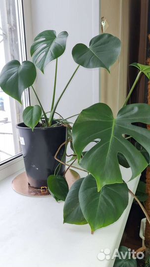 Цветы Монстера и другие