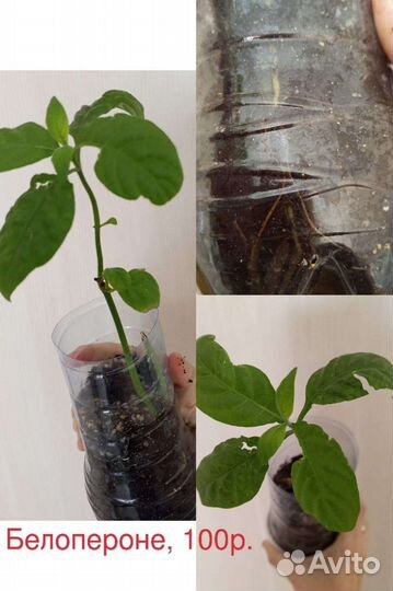 Белопероне цветущая 100