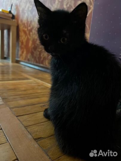 Отдаю в добрые руки маленькую чёрненькую кошечку)