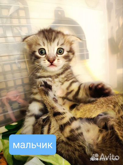 Котята