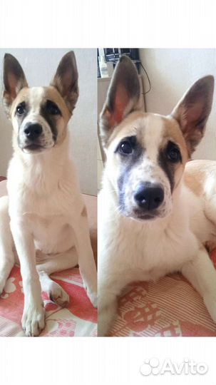 Собака в добрые руки отдам бесплатно