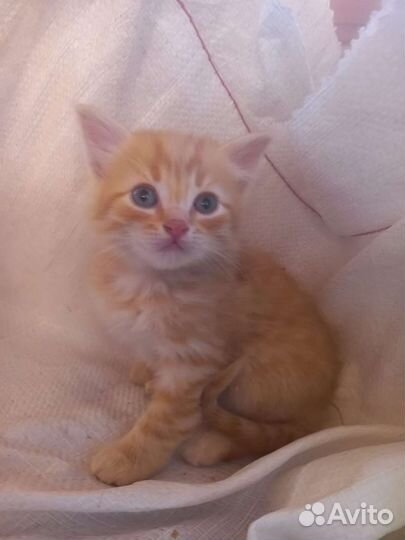 Сибирские котята
