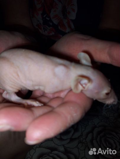 Крысята сфинксы