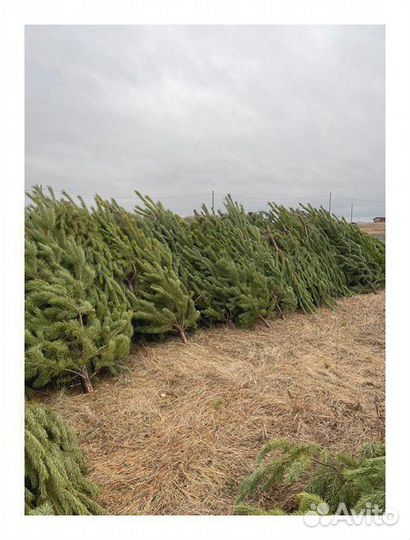 Сосна Новогодняя