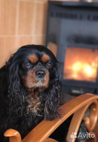 Вязка Кавалер кинг чарльз спаниель