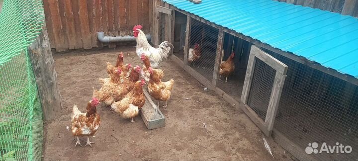 Куры несушки
