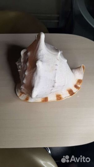 Ракушки раковины