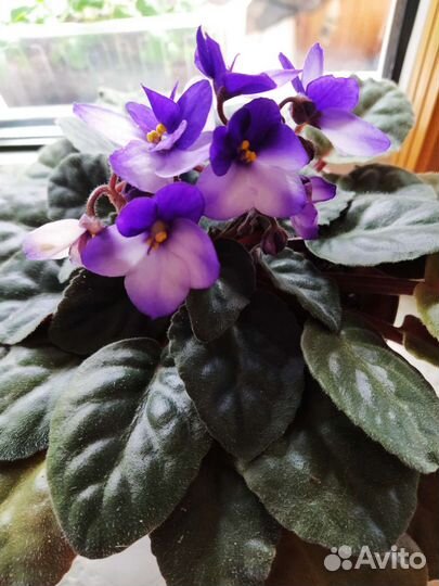 Листья фиалочки укоренённые в стаканчиках